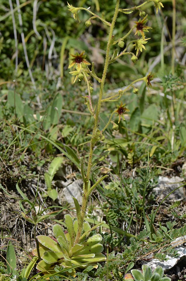 Saxifraga mutata / Sassifraga gialla aranciata